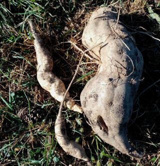 Неодномерность и корявость клубней Неодномерность и корявость клубней
