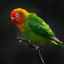 Неразлучник Лилианы (Agapornis lilianae) Неразлучник Лилианы (Agapornis lilianae)