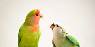 Попугаи-неразлучники: птицы, которые умеют любить