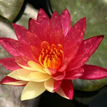 Нимфея «Ванвиса» (Nymphaea 'Wanvisa') Нимфея «Ванвиса» (Nymphaea 'Wanvisa')