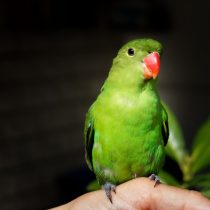 Попугай ошейниковый (Agapornis swindernianus) Попугай ошейниковый (Agapornis swindernianus)
