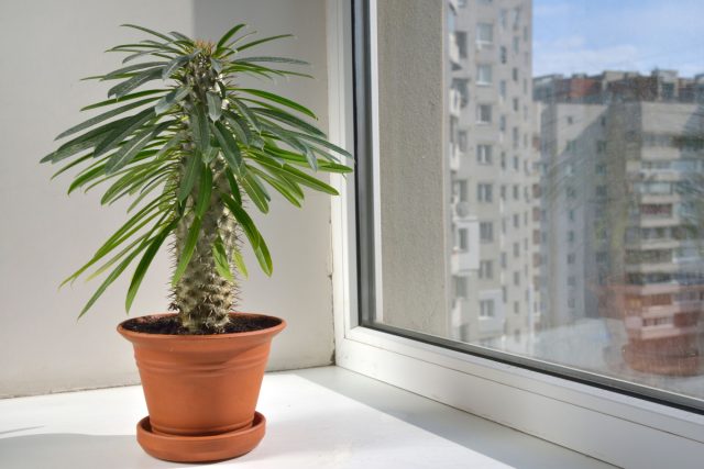 Пахиподиум (Pachypodium) Пахиподиум (Pachypodium)