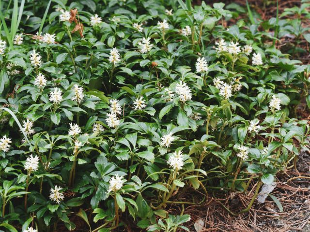 Пахизандра (Pachysandra) Пахизандра (Pachysandra)