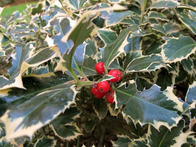 Падуб остролистный «Сильвер Квин» (Ilex aquifolium ‘Silver Queen’) Падуб остролистный «Сильвер Квин» (Ilex aquifolium ‘Silver Queen’)