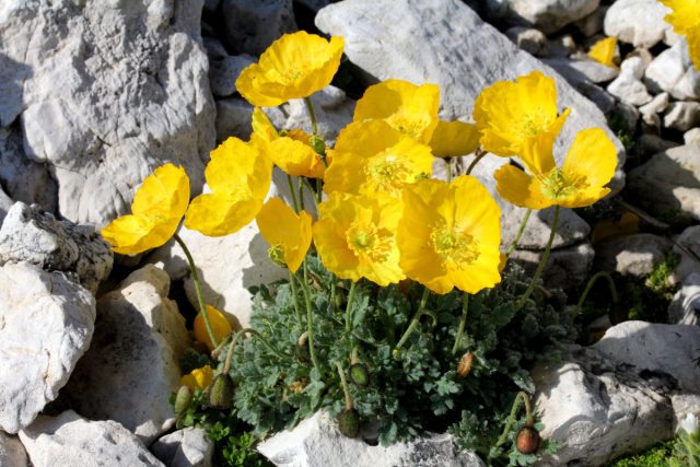 Мак альпийский (Papaver alpinum) Мак альпийский (Papaver alpinum)