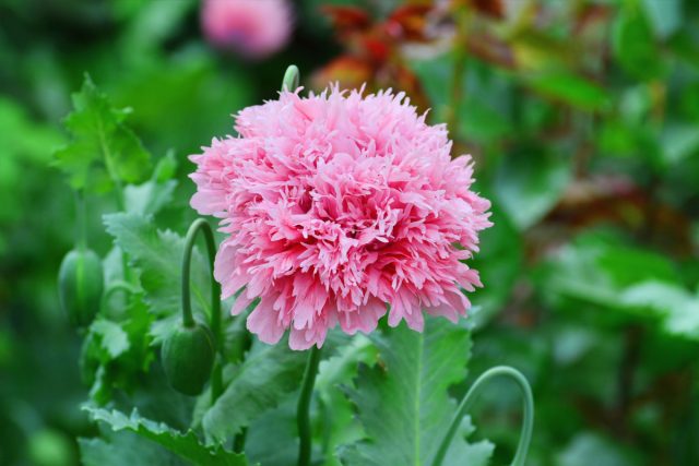 Мак гвоздичный (Papaver laciniatum) Мак гвоздичный (Papaver laciniatum)