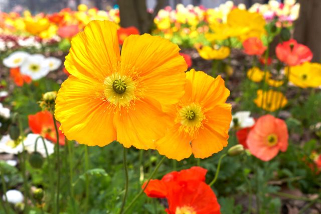 Исландский мак (Papaver nudicaule) Исландский мак (Papaver nudicaule)
