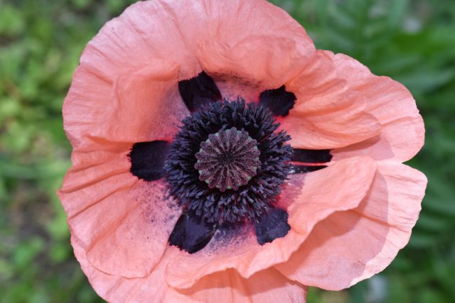 Восточный мак (Papaver orientale) Восточный мак (Papaver orientale)