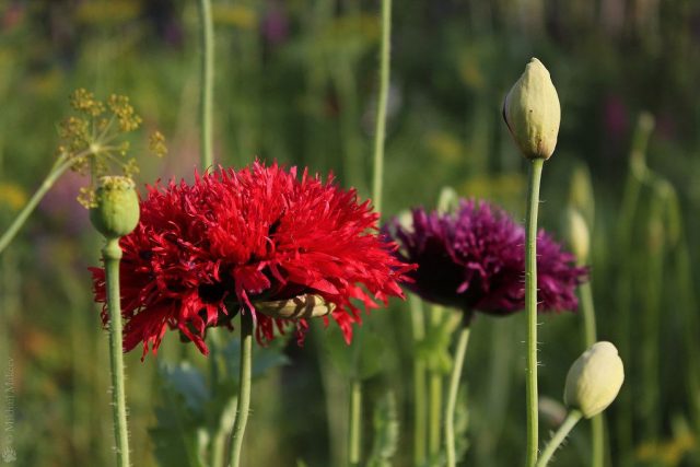 Мак пионовый (Papaver paeoniflorum) Мак пионовый (Papaver paeoniflorum)