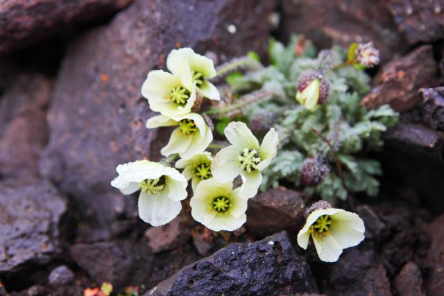 Арктический мак (Papaver radicatum) Арктический мак (Papaver radicatum)