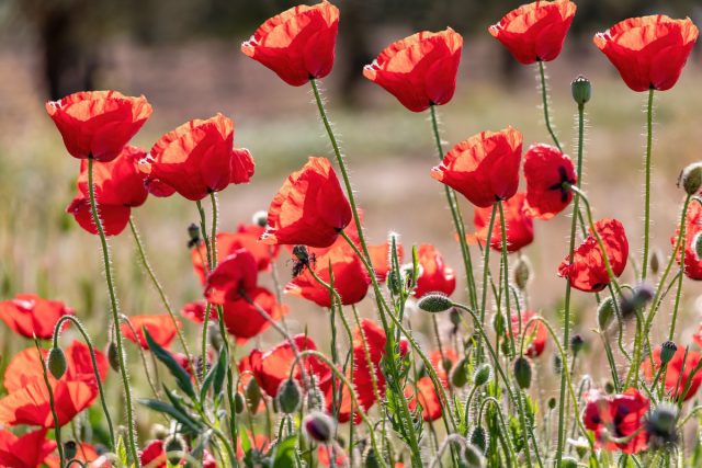 Мак самосейка (Papaver rhoeas) Мак самосейка (Papaver rhoeas)