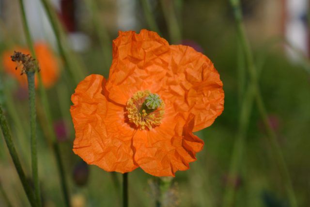 Испанский мак (Papaver rupifragum) Испанский мак (Papaver rupifragum)