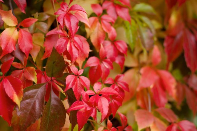 Девичий виноград (Parthenocissus quinquefolia) Девичий виноград (Parthenocissus quinquefolia)