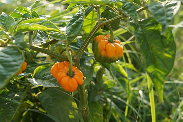 Перец китайский «Аджи Маргаритено» (Capsicum Chinense 'Aji Margariteno') Перец китайский «Аджи Маргаритено» (Capsicum Chinense 'Aji Margariteno')