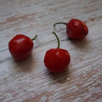 Плоды «Хабанеро Эквадориан Свит» (Capsicum Chinense 'Ecuadorian sweet') Плоды «Хабанеро Эквадориан Свит» (Capsicum Chinense 'Ecuadorian sweet')