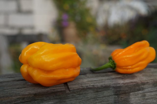 Перец китайский «Хабанеро Нумекс мягкий оранжевый» (Capsicum Chinense 'Numex Suave Orange') Перец китайский «Хабанеро Нумекс мягкий оранжевый» (Capsicum Chinense 'Numex Suave Orange')