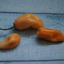 Китайский перец «Розовый Хабанеро» (Capsicum Chinense 'Habanero Pink') Китайский перец «Розовый Хабанеро» (Capsicum Chinense 'Habanero Pink')