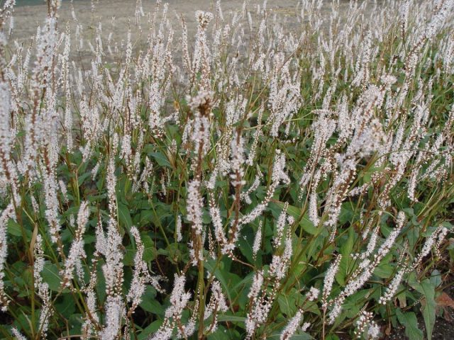 Очень красивый сорт горца стеблеобъемлющего «Альба» (Persicaria amplexicaulis 'Alba') цветет тонкими пушистыми колосками Очень красивый сорт горца стеблеобъемлющего «Альба» (Persicaria amplexicaulis 'Alba') цветет тонкими пушистыми колосками