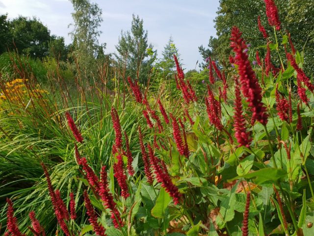Очень большая группа сортов горца сечевидного (Persicaria amplexicaulis) кораллово-красные, в частности такой сорта как «Блэкфилд» выдает колоски ярко-красного цвета Очень большая группа сортов горца сечевидного (Persicaria amplexicaulis) кораллово-красные, в частности такой сорта как «Блэкфилд» выдает колоски ярко-красного цвета