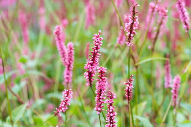 Горец сечевидный «Хай сошейт» (Persicaria amplexicaulis 'High Society') может вырасти до 1,20 м в высоту во время цветения Горец сечевидный «Хай сошейт» (Persicaria amplexicaulis 'High Society') может вырасти до 1,20 м в высоту во время цветения