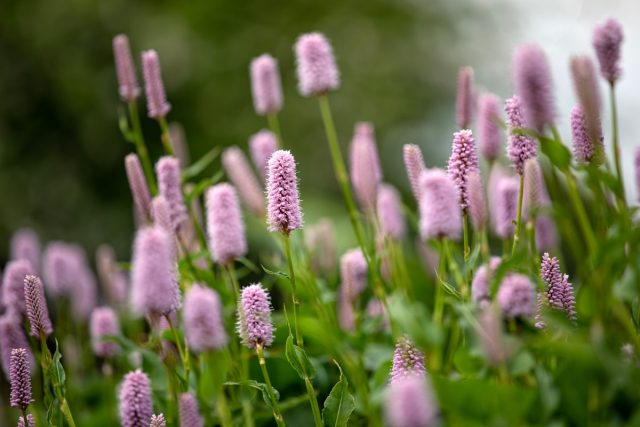 Горец змеиный «Суперба» (Persicaria bistorta 'Superba') Горец змеиный «Суперба» (Persicaria bistorta 'Superba')