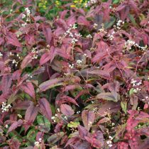 «Рэд дракон» (Persicaria microcephala 'Red Dragon') Горец мелкоголовый «Рэд дракон» (Persicaria microcephala 'Red Dragon')