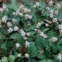 Персикария тонкостебельная (Persicaria tenuicaulis) Персикария тонкостебельная (Persicaria tenuicaulis)