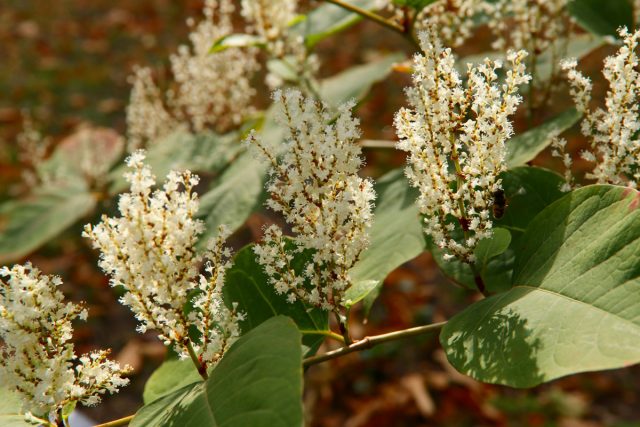 Горец Вейриха (Persicaria weyrichii) цветет белыми соцветиями в виде сомкнутых перьев Горец Вейриха (Persicaria weyrichii) цветет белыми соцветиями в виде сомкнутых перьев