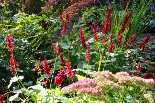 Горец сечевидный «Калиенти» (Persicaria amplexicaulis 'Caliente') достигает высоты 70 см и такой же в ширину Горец сечевидный «Калиенти» (Persicaria amplexicaulis 'Caliente') достигает высоты 70 см и такой же в ширину
