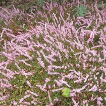 Горец брусниколистный (Persicaria vacciniifolia) Горец брусниколистный (Persicaria vacciniifolia)