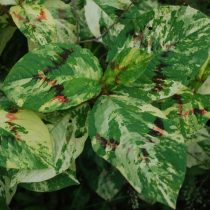 Персикария вергинская "Пэйнтерс палетте"(Persicaria virginiana var. filiformis 'Painters Palette') Персикария вергинская "Пэйнтерс палетте"(Persicaria virginiana var. filiformis 'Painters Palette')