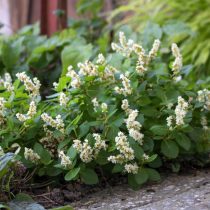 Персикария кахилл (Persicaria kahil) Персикария кахилл (Persicaria kahil)
