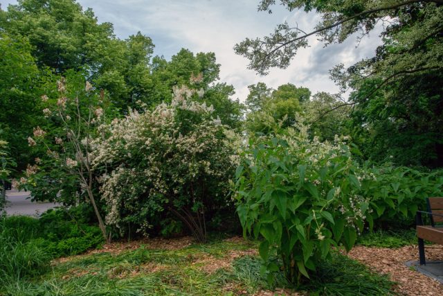 По настоящему гигантским видом является горец изменчивый (Persicaria polymorpha) По настоящему гигантским видом является горец изменчивый (Persicaria polymorpha)