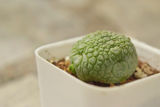 Псевдолитос (Pseudolithos) Псевдолитос (Pseudolithos)