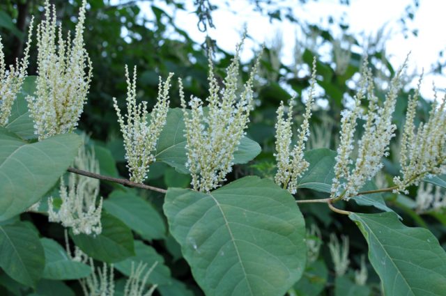 Рейнутрия сахалинская (Reynoutria sachalinensis) Рейнутрия сахалинская (Reynoutria sachalinensis)