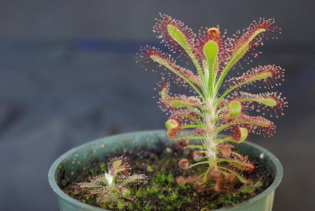 Росянка (Droseraceae) Росянка (Droseraceae)