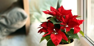 Рождественская звезда на подоконнике — как выбрать пуансеттию?
