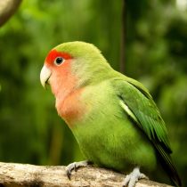 Попугай розовощекий (Agapornis roseicollis) Попугай розовощекий (Agapornis roseicollis)