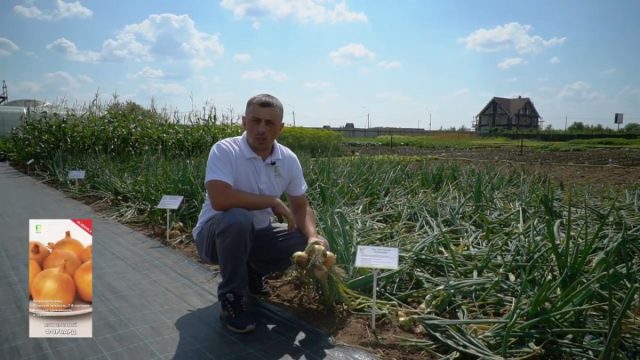 Среднеспелый сорт «Форвард» со сроком созревания 110-115 дней. Луковицы округлые или округло-плоские массой 120-130 г Среднеспелый сорт «Форвард» со сроком созревания 110-115 дней. Луковицы округлые или округло-плоские массой 120-130 г