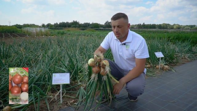 Сорт лука «Классика» отличается выдающимся сроком хранения – до 8-9 месяцев. Срок созревания около 110-115 дней. Округлые луковицы обладают умеренно-острым вкусом Сорт лука «Классика» отличается выдающимся сроком хранения – до 8-9 месяцев. Срок созревания около 110-115 дней. Округлые луковицы обладают умеренно-острым вкусом