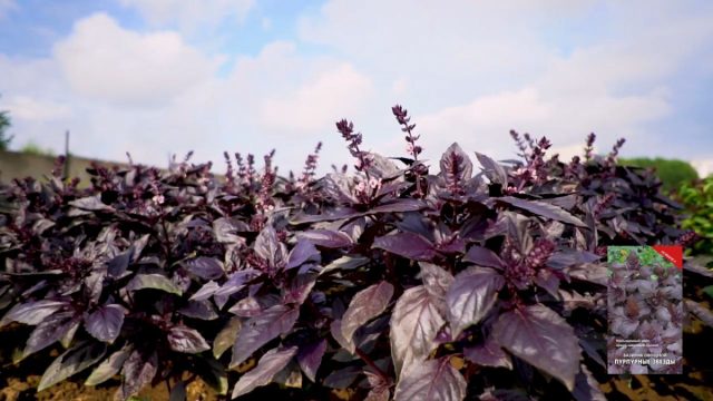 Фиолетовый базилик «Пурпурные звёзды» обладает умеренным пряным вкусом и нежным ароматом Фиолетовый базилик «Пурпурные звёзды» обладает умеренным пряным вкусом и нежным ароматом