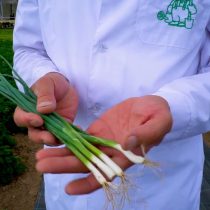 Перо лука«Лонг Токио» - сочное, с деликатным вкусом, обладающее целым набором витаминов и микроэлементов Перо лука«Лонг Токио» - сочное, с деликатным вкусом, обладающее целым набором витаминов и микроэлементов