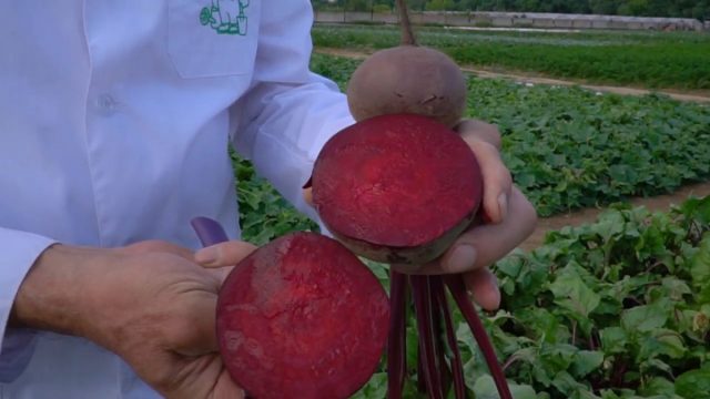 Свёкла «Мулатка» — имеет плотную и однотонную мякоть, насыщенного цвета Свёкла «Мулатка» — имеет плотную и однотонную мякоть, насыщенного цвета