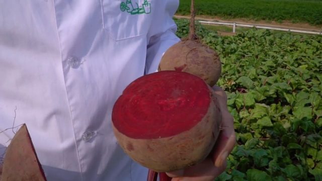 Свёкла «Креолка» характеризуется высокой стойкостью к церкоспорозам, нередко поражающим эту культуру. Даже при перерастании сорт сохраняет великолепную форму и структуру мякоти Свёкла «Креолка» характеризуется высокой стойкостью к церкоспорозам, нередко поражающим эту культуру. Даже при перерастании сорт сохраняет великолепную форму и структуру мякоти