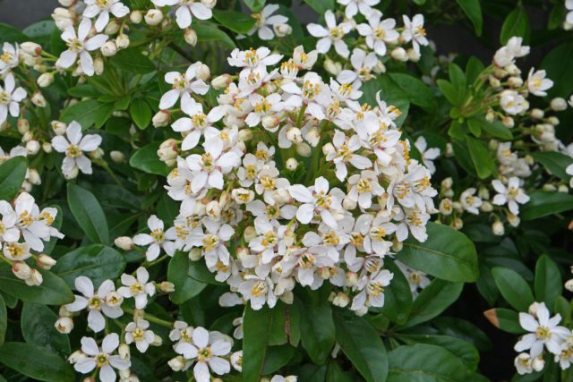 Шуазия (Choisya) Шуазия (Choisya)