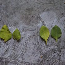 Листики петунии фиолетовой боле угловатые с заостренным кончиком (слева). А вот у гибридной петунии листья скругленные (справа)