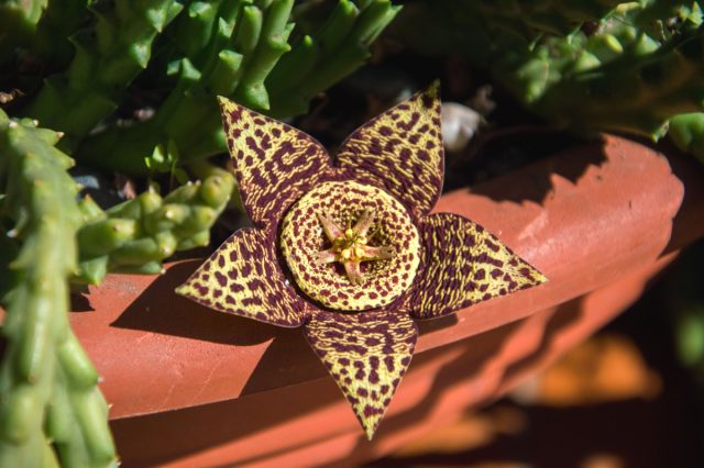 Стапелия (Stapelia) Стапелия (Stapelia)