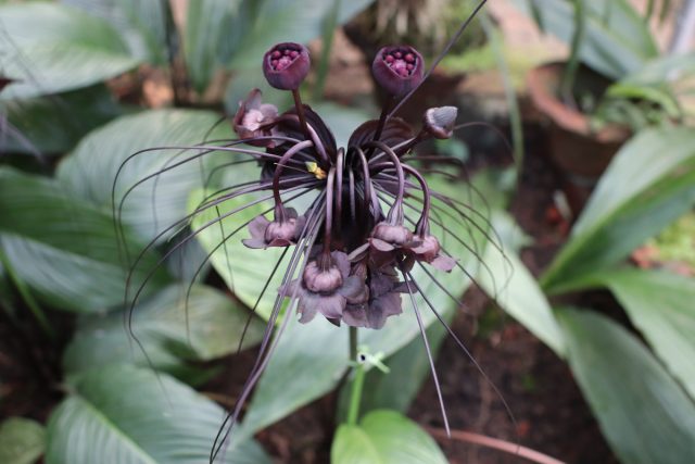 Такка Шантрье (Tacca chantrieri) Такка Шантрье (Tacca chantrieri)