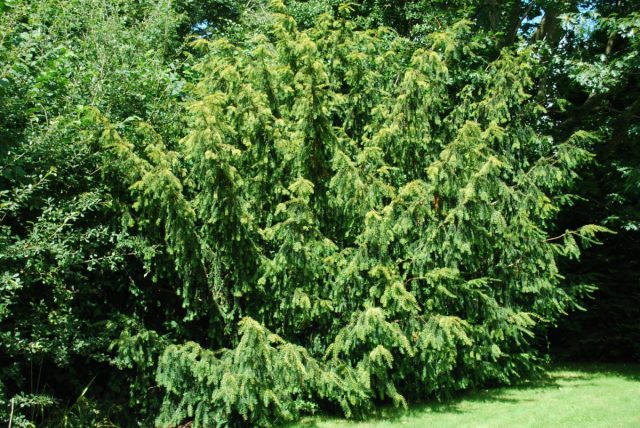 Тис ягодный «Довастонии Ауреа» (Taxus baccata ‘Dovastonii Aurea’) Тис ягодный «Довастонии Ауреа» (Taxus baccata ‘Dovastonii Aurea’)