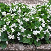 Сорт фиалки сестринской «Эльза Камбс» (Viola sororia 'Elza Cumbs')